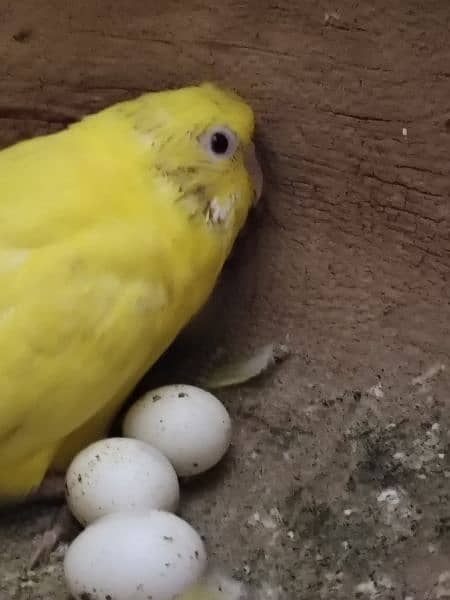 Breeder Parrot pair with eggs and chicks 6