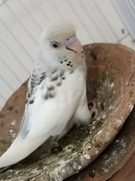 Breeder Parrot pair with eggs and chicks 7