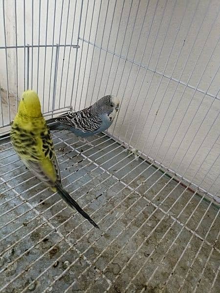 Breeder Parrot pair with eggs and chicks 8