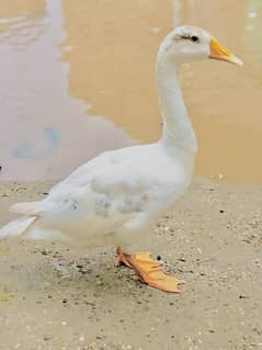 I'm selling duck