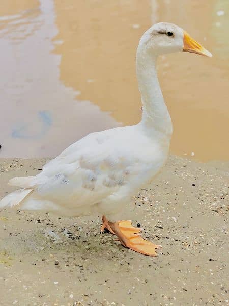 I'm selling duck 0