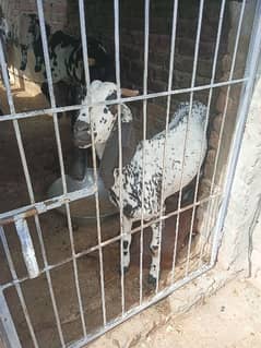 Makhi Cheeni / Goat / Bakra/ Baakri for sale 0