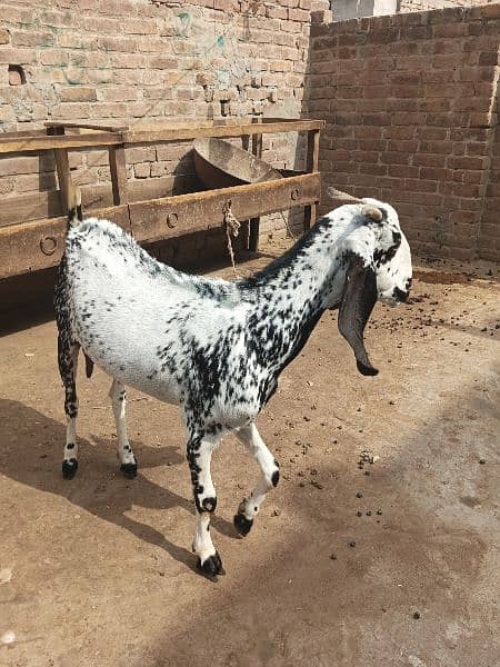 Makhi Cheeni / Goat / Bakra/ Baakri for sale 1