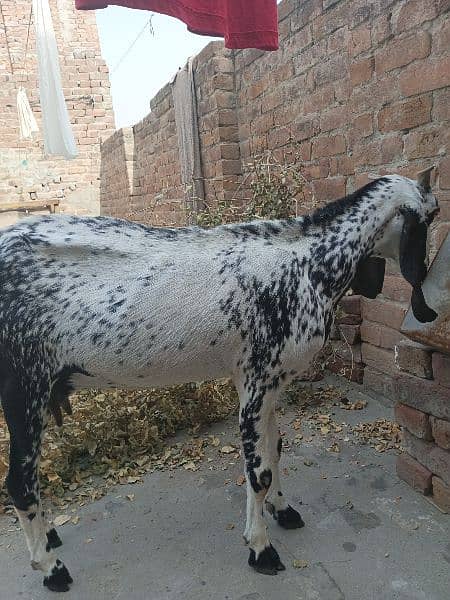 Makhi Cheeni / Goat / Bakra/ Baakri for sale 2