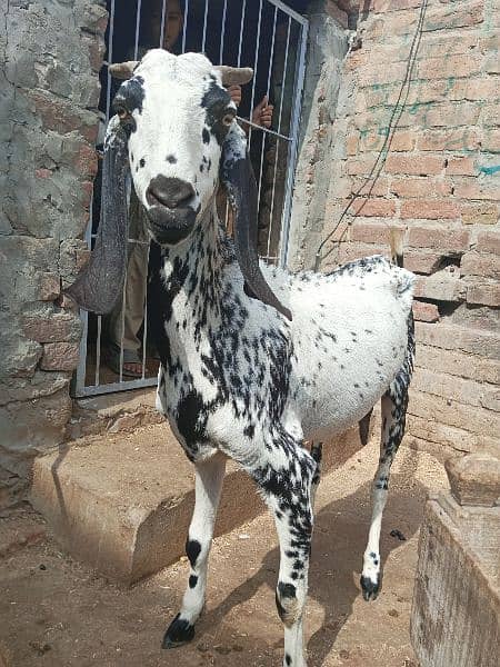 Makhi Cheeni / Goat / Bakra/ Baakri for sale 3