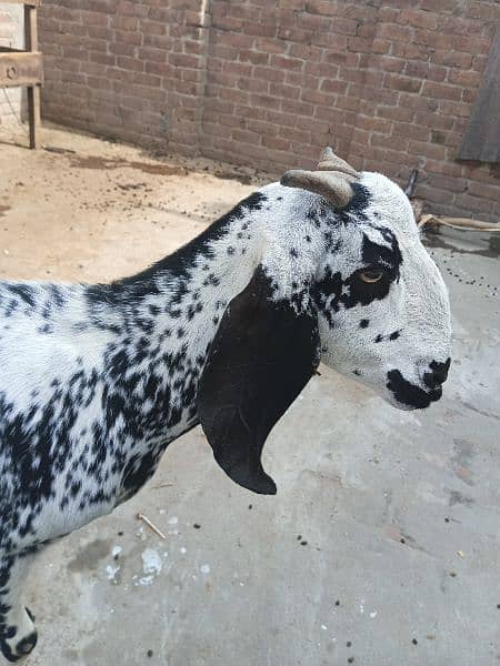 Makhi Cheeni / Goat / Bakra/ Baakri for sale 4