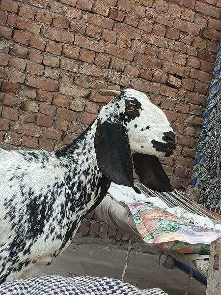 Makhi Cheeni / Goat / Bakra/ Baakri for sale 5