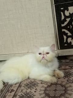 Piki CFA line female cat available for sale