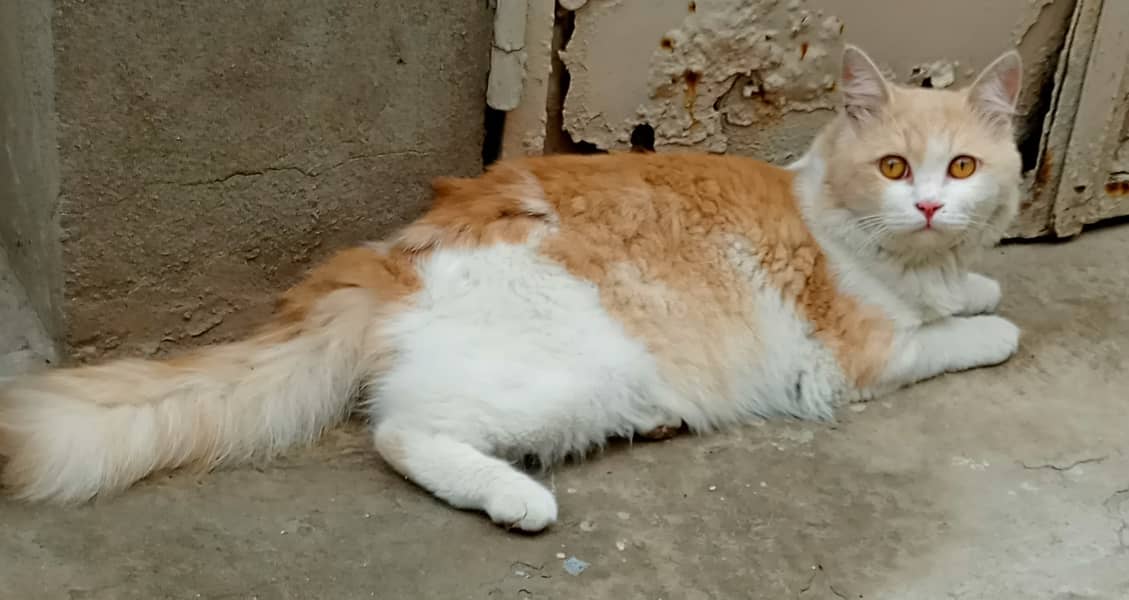 A male cate for sale 1