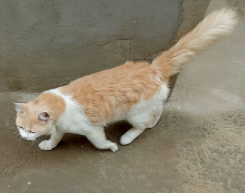 A male cate for sale 2