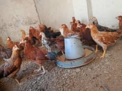 10 hens for sale in bahawalpur 350-500gram