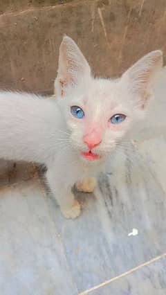 white cat in blue eyes