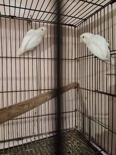 Albino black eye pair with cage 0