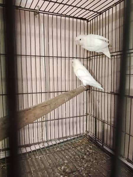 Albino black eye pair with cage 1