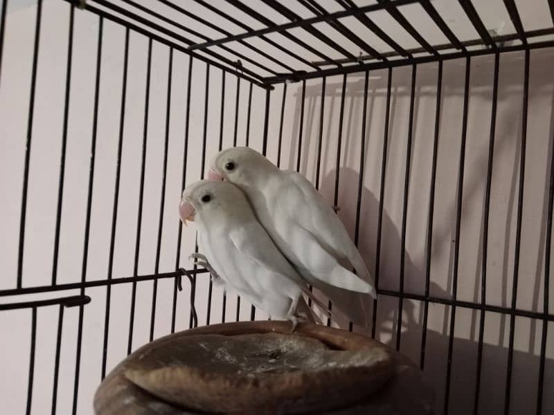 Albino black eye pair with cage 2