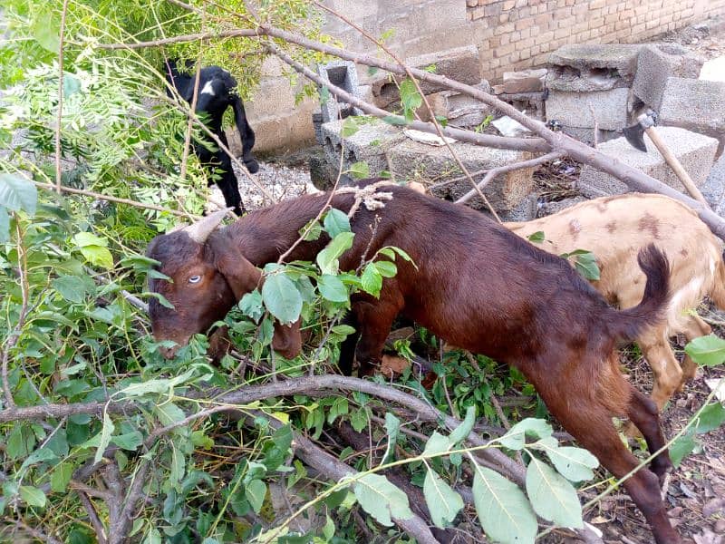 goat for sale bakra acha hai 1