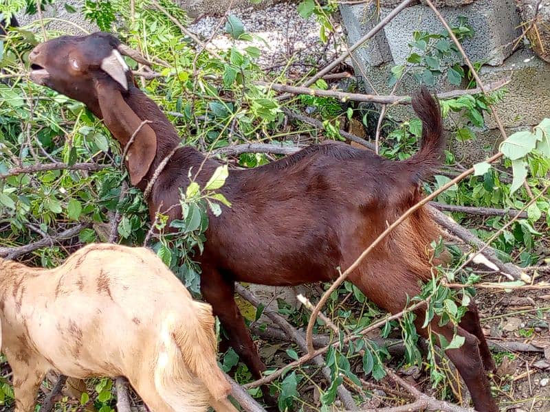 goat for sale bakra acha hai 2