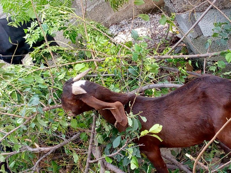 goat for sale bakra acha hai 3