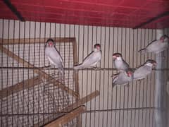 Java Finches for Sale 0