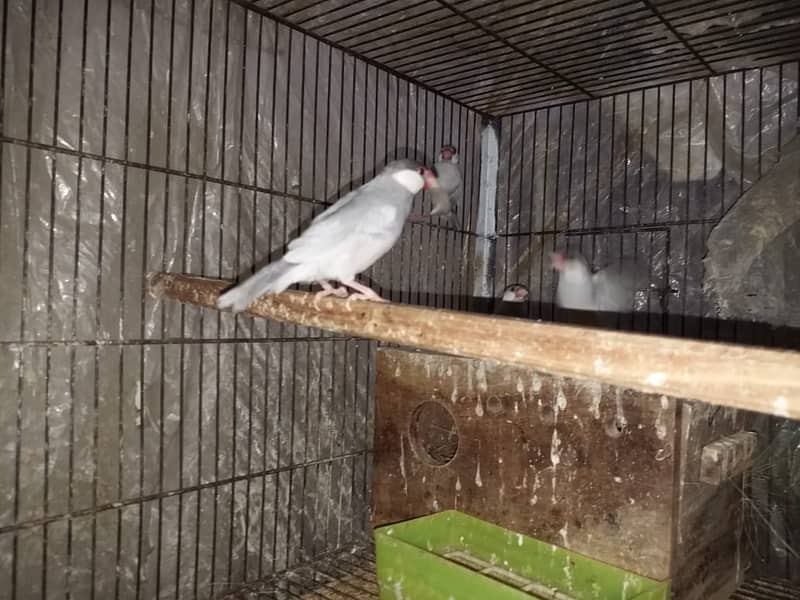 Java Finches for Sale 1