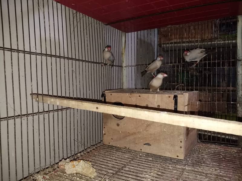 Java Finches for Sale 2