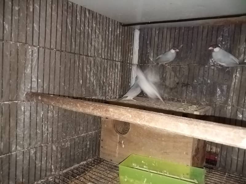 Java Finches for Sale 3