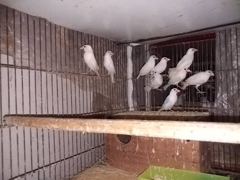 Java Finches for Sale 4