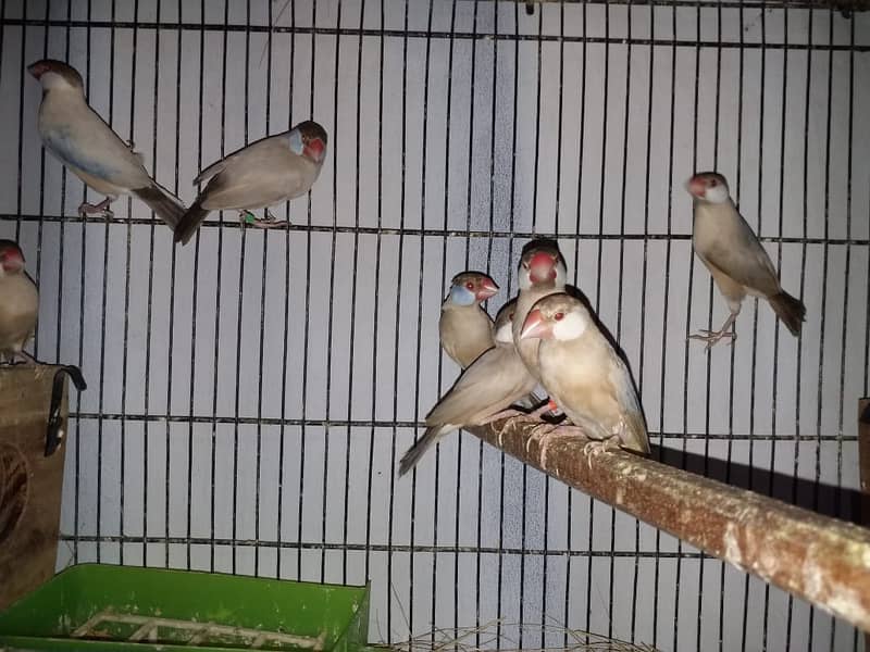 Java Finches for Sale 6