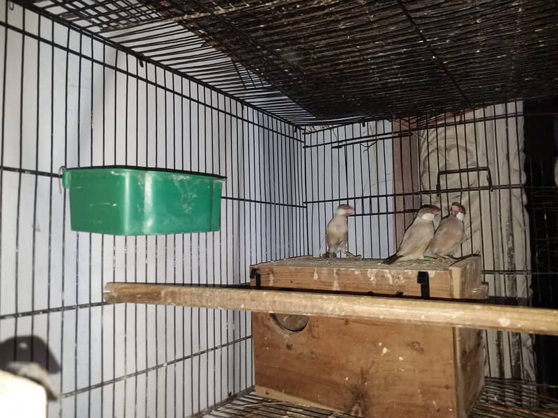 Java Finches for Sale 7