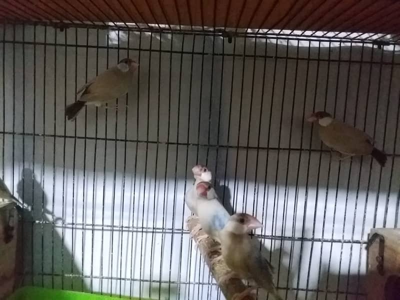 Java Finches for Sale 8