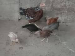 Aseel Miawali Phulia Murghi With 6 Chick's 03182187235