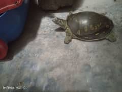 Turtle