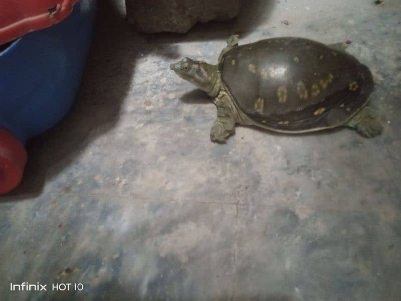 Turtle for sale 0