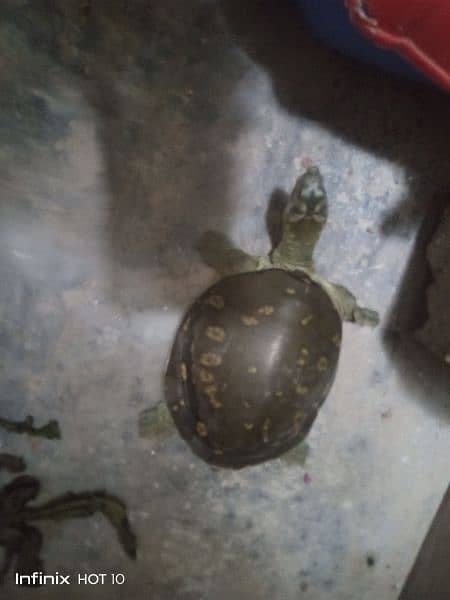 Turtle for sale 1