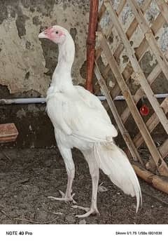 pure paper white heera male.