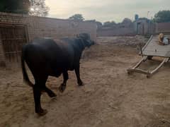 2dant black BULL for breeding. rehri bhi chalata h