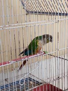 green cheek conure