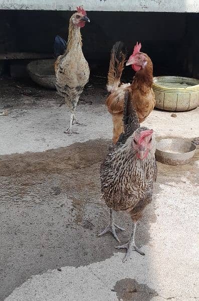 Desi Pair (2 Hen and 1 Rooster) Laying Eggs Currently 2