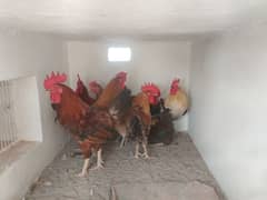 Desi ,Aseel Murgy,Hens and Green Parrot pair Cargo available