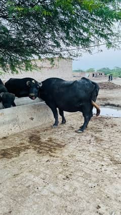 Pregnant Cow |  bachri | Bull | Cow for sale