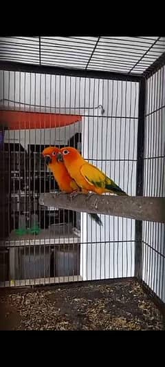 SunConures for Sale