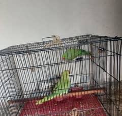 Green Parrot pair,Desi,Aseel,Murgy,Hens,Chiks,eggs Cargo available