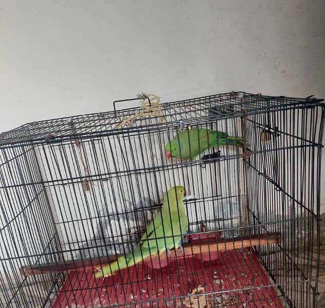 Desi ,Aseel Murgy and Green Parrot pair 4