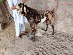 Brahaman Shera breeder Bakra 0