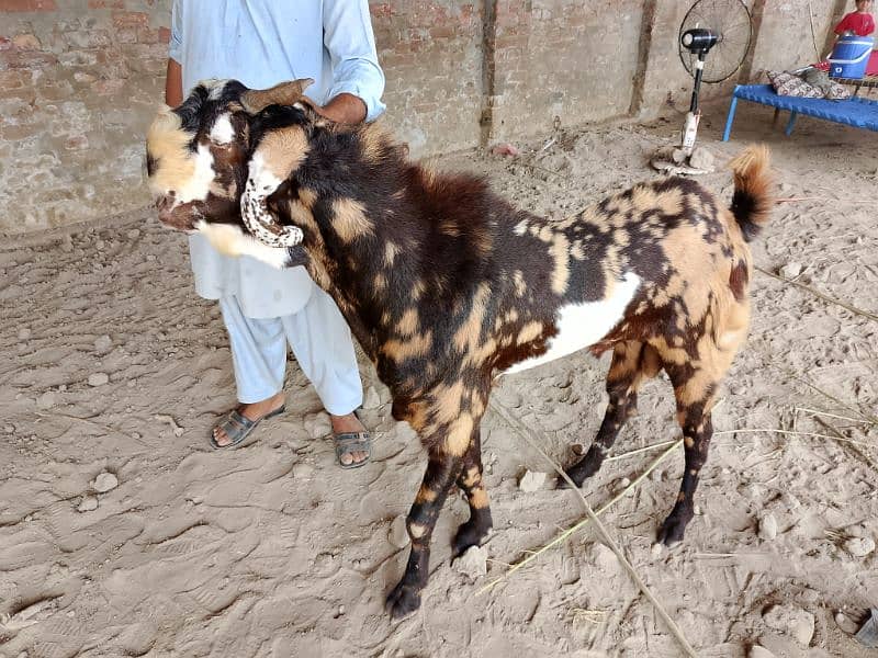 Brahaman Shera breeder Bakra 3