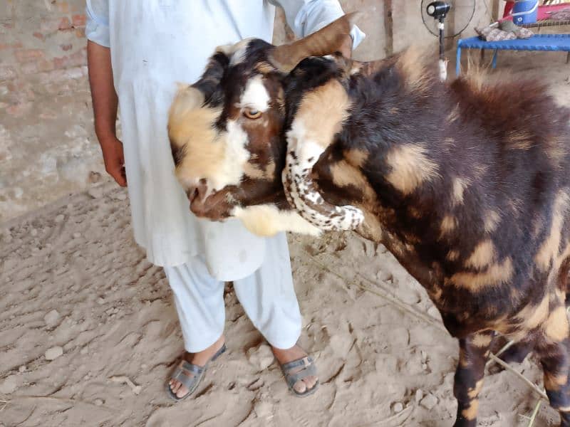 Brahaman Shera breeder Bakra 4