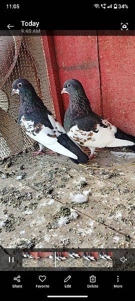 pigeon for sale 2