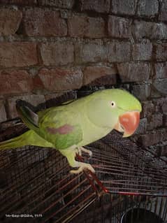 parrot sale 0