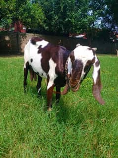 Sahiwal bakri | desi goat | Gaban Bakri |With brown Baby Bakri