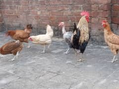 desi hens